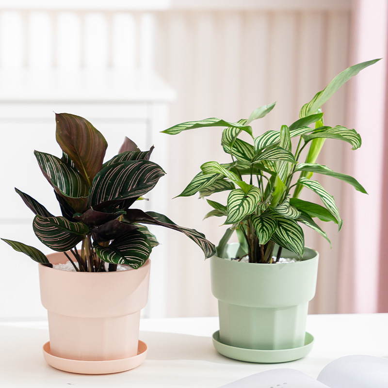 Aloe Vera Pot - กระถางต้นไม้พลาสติกเรซิ่นแบบมินิมอลสไตล์นอร์ดิก สีเขียว รูปทรงหัวไชเท้า หนา ทนทาน ไม่แตกง่าย