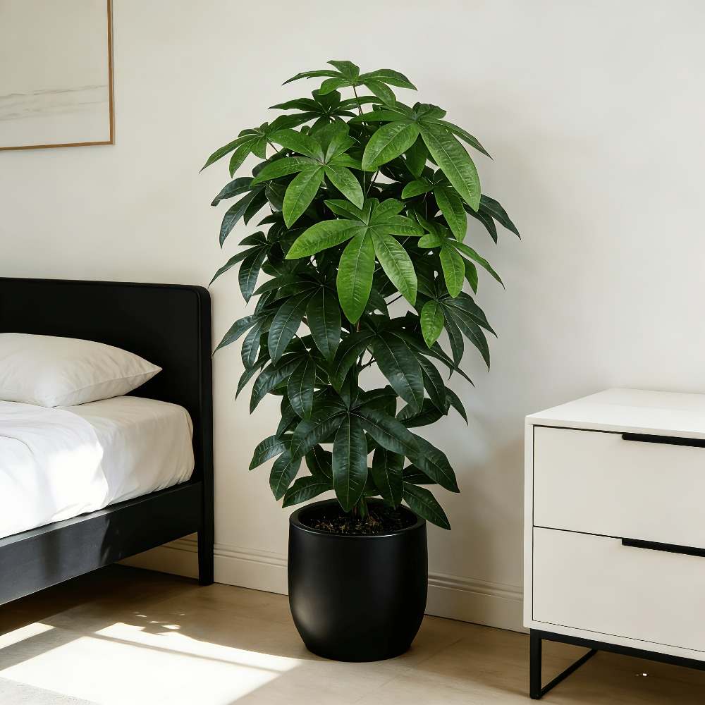 Monstera Adansonii - ต้นไม้เงินประดิษฐ์พัชรีรา อควาติก้า พร้อมคุณสมบัติทางวิทยาศาสตร์ของต้นไม้แห่งความสงบสุข ที่มีกิ่งก้านสีเขียวและใบไม้สีสันสดใส