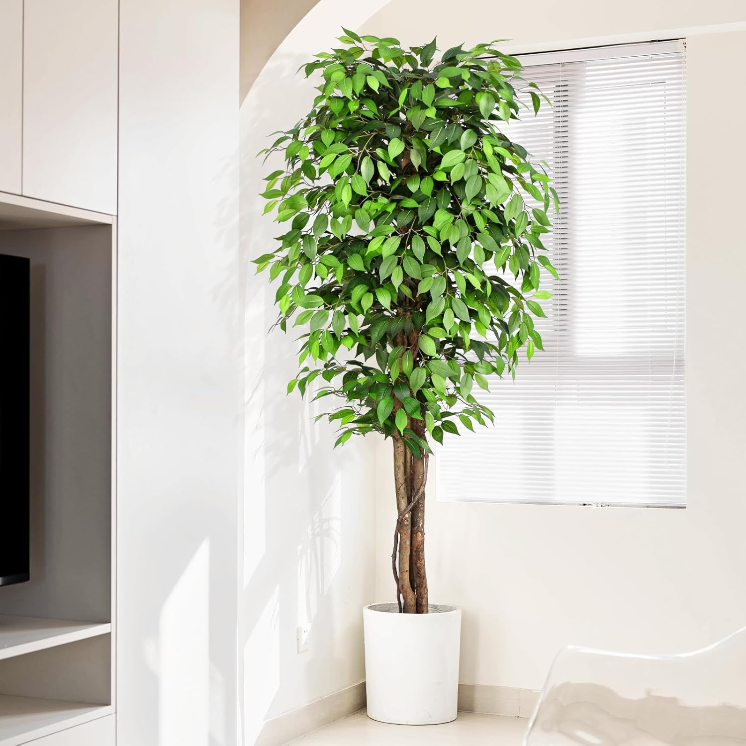 ต้นไทรประดิษฐ์เสมือนจริงพร้อมล - Dracaena Marginata บทวิจารณ์และราคา