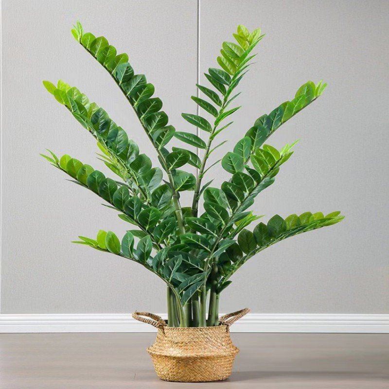 ประดิษฐ์ขนาดใหญ่ Banyan สาขาพื - Dracaena Marginata บทวิจารณ์และราคา
